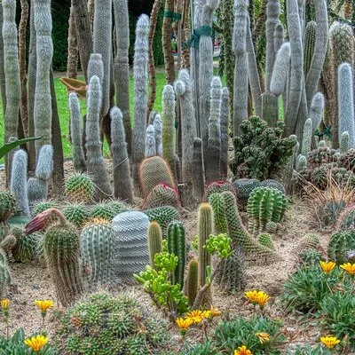 Desert Botanical Garden